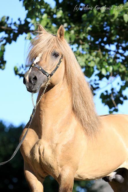 Byelorussian Harness Horse